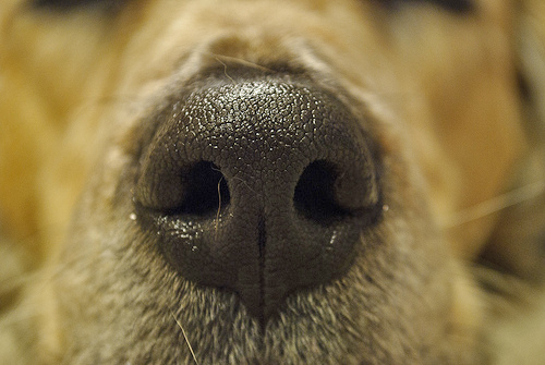 dognose